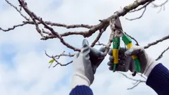 Které rostliny je potřeba prořezat ještě před jarem, pokud nechcete v létě přijít o úrodu: termíny a pravidla řezu