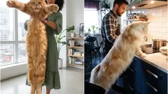 Obři mezi domácími mazlíčky: Největší plemena koček, která si můžete pořídit domů, a jejich specifika