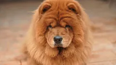 Top 7 plemen: Kteří psi se dožívají nejvyššího věku