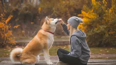 Oddaní až do konce života: 5 plemen psů, která se k lidem mimořádně upínají